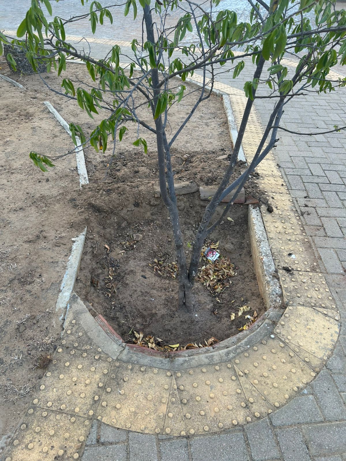 Seca e abandono: plantas das praças públicas de Janduís continuam sofrendo pela falta de água