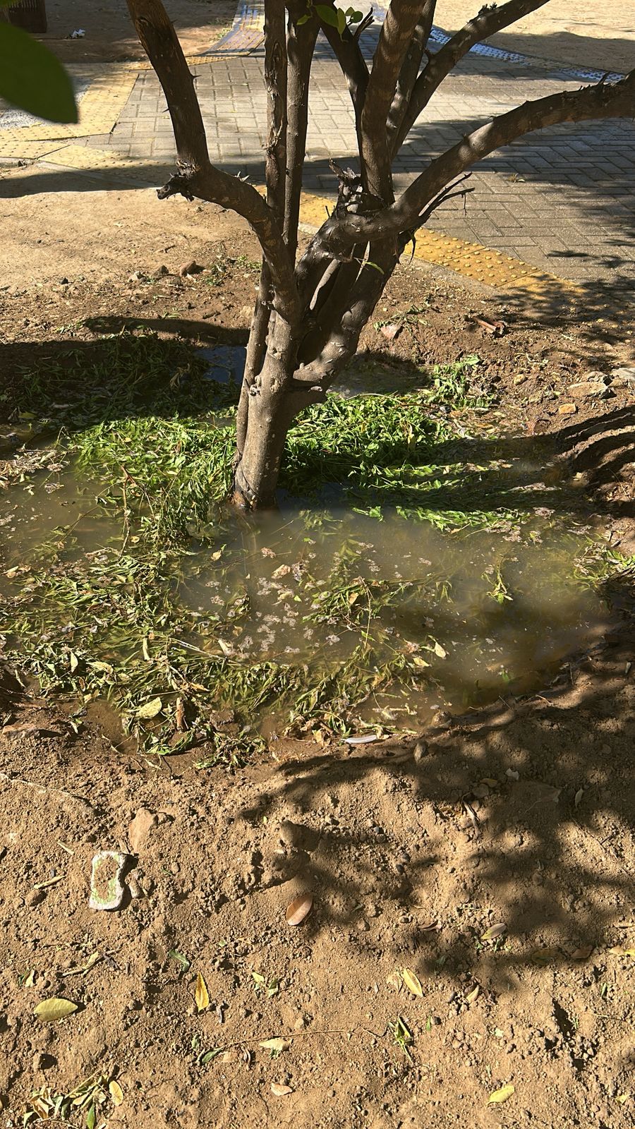 ​Prefeitura retoma irrigação das plantas nas praças públicas de Janduís