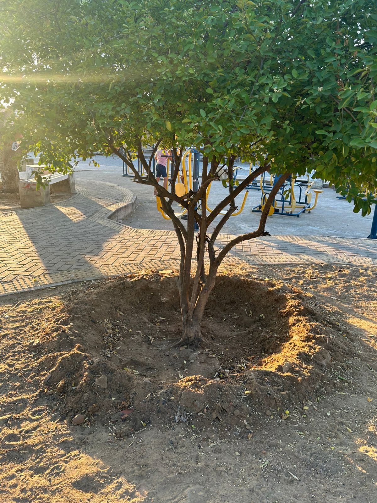 Plantas das praças públicas de Janduís pedem socorro: muitas estão morrendo por falta de cuidados!